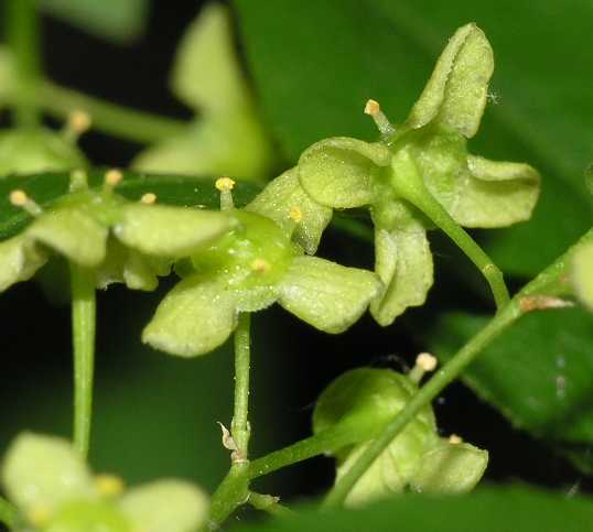Celastraceae Euonymus alatus