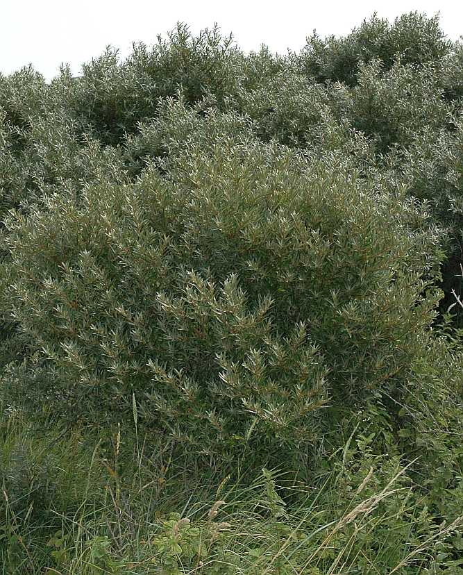 Elaeagnaceae Hippophae rhamnoides