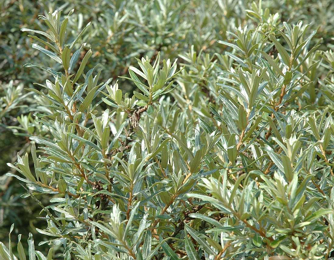 Elaeagnaceae Hippophae rhamnoides