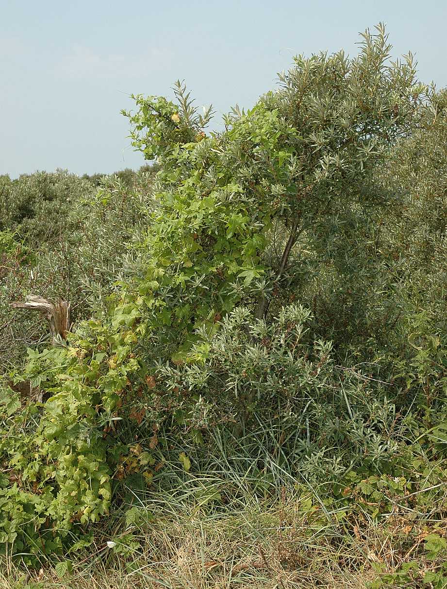 Cucurbitaceae Bryonia dioica