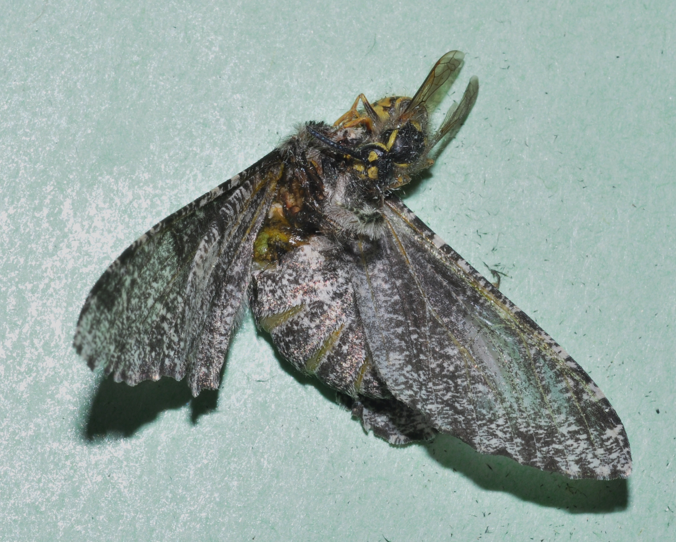 Vespidae Vespula 