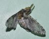 image of Vespula 