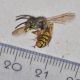 image of Vespula 