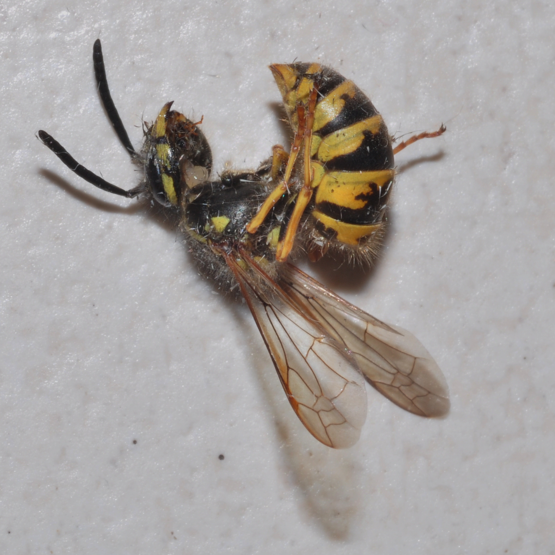 Vespidae Vespula 