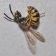 image of Vespula 