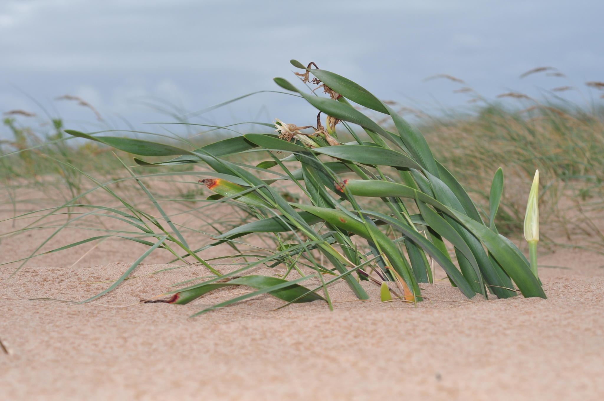 Amaryllidaceae Pancratium maritimum