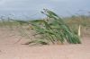 image of Pancratium maritimum
