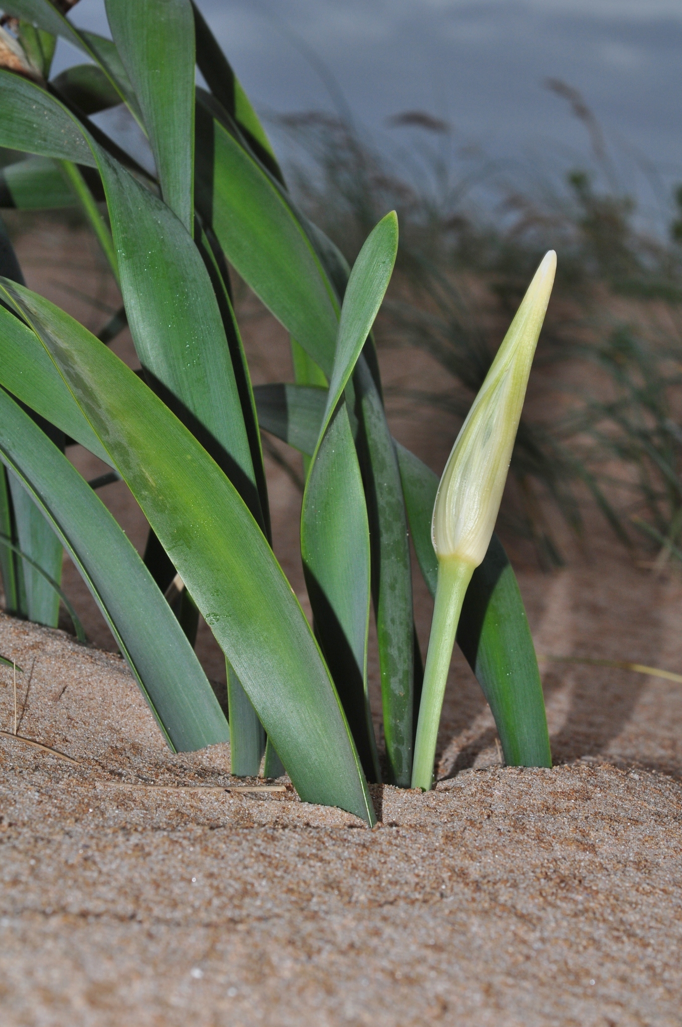 Amaryllidaceae Pancratium maritimum