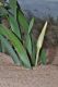 image of Pancratium maritimum