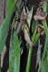 image of Pancratium maritimum