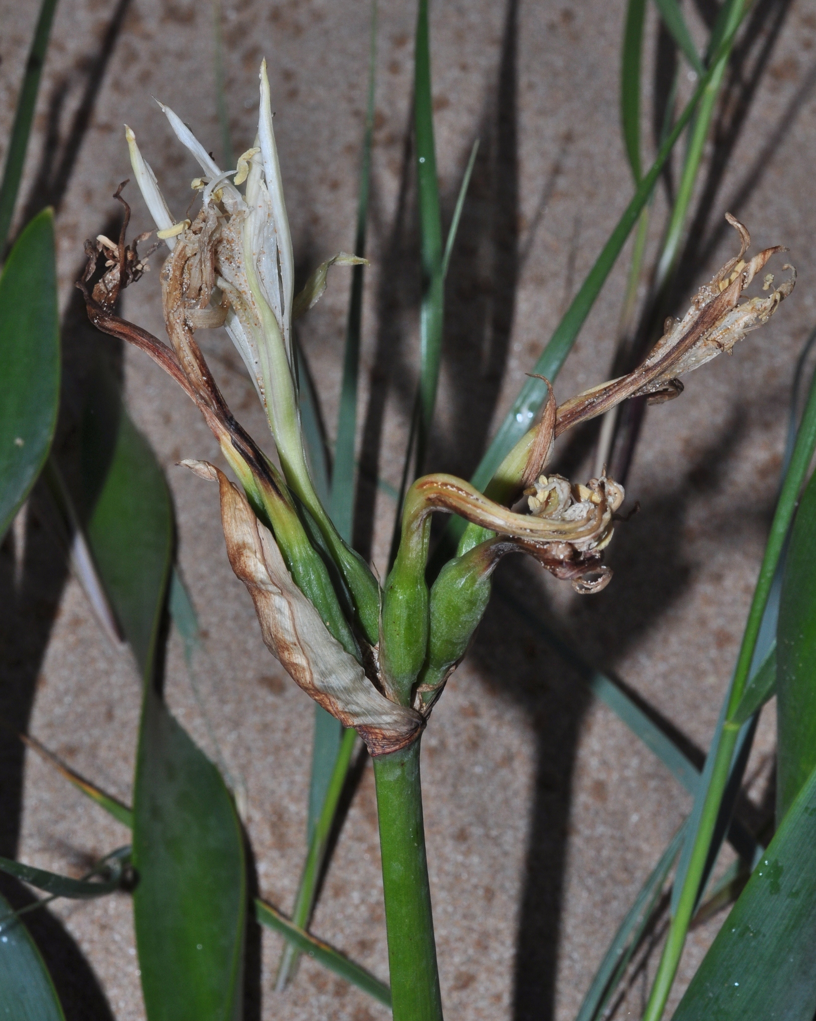 Amaryllidaceae Pancratium maritimum