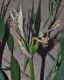 image of Pancratium maritimum