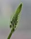 image of Albuca bracteata