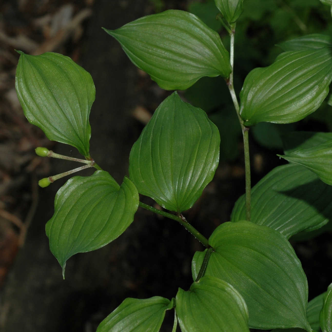 Asparagaceae Disporopsis arisanensis
