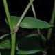 image of Disporopsis arisanensis