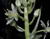 image of Albuca bracteata
