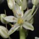 image of Albuca bracteata