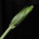 image of Albuca bracteata