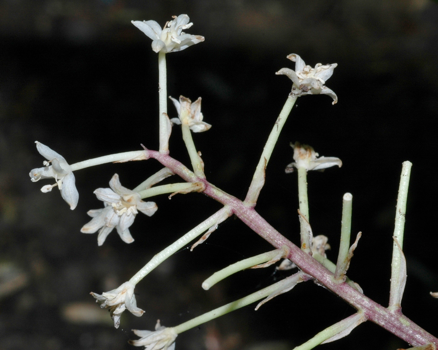 Asparagaceae Speirantha convallarioides