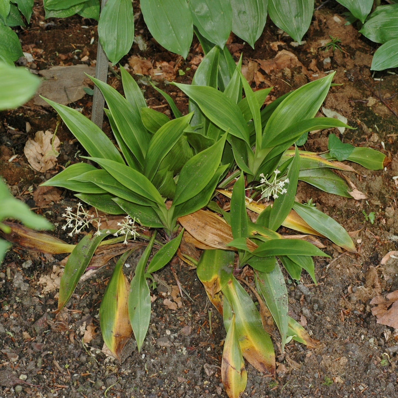 Asparagaceae Speirantha convallarioides