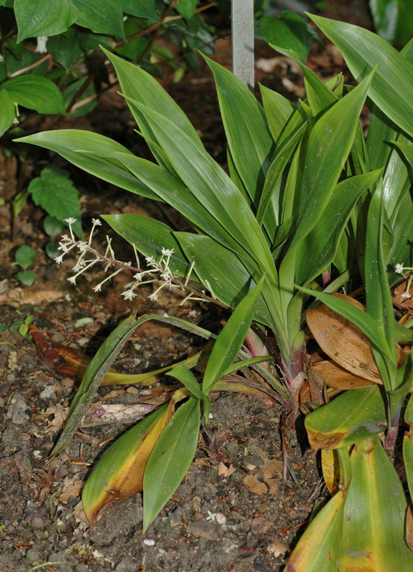 Asparagaceae Speirantha convallarioides