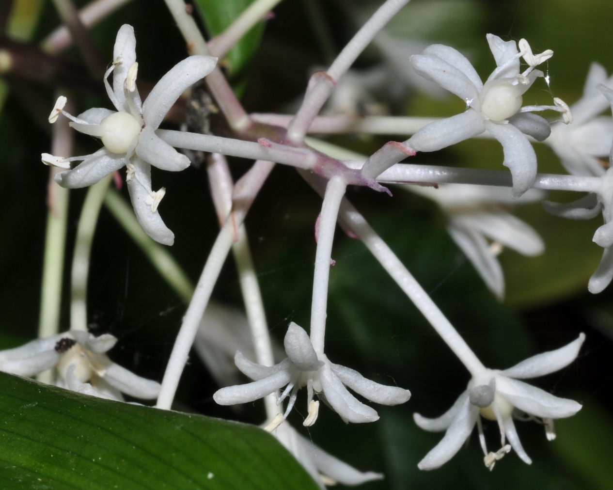 Asparagaceae Speirantha convallarioides