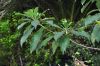 image of Hymenosporum flavum
