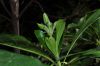 image of Hymenosporum flavum
