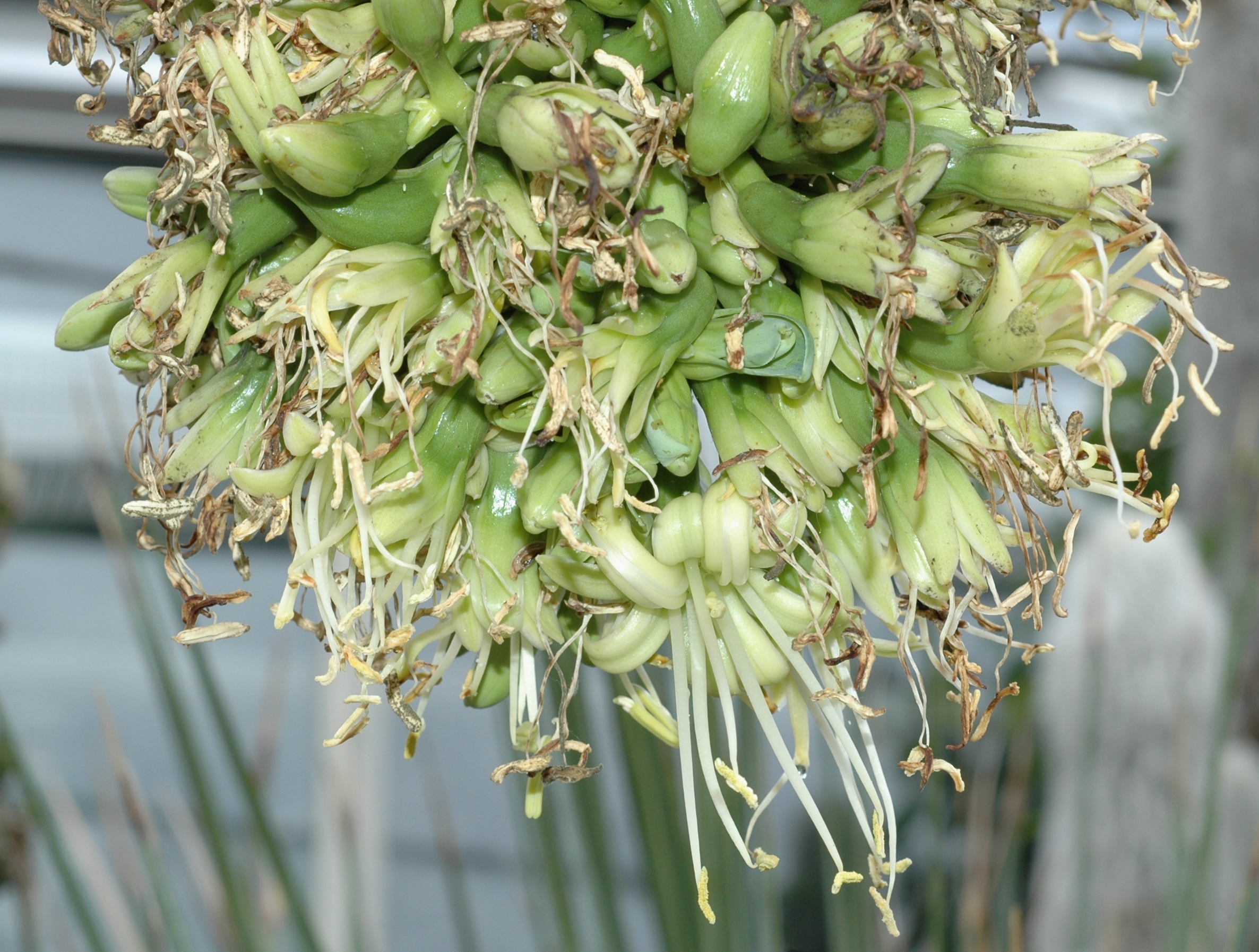 Asparagaceae Agave attenuata
