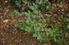 image of Disporum smithii