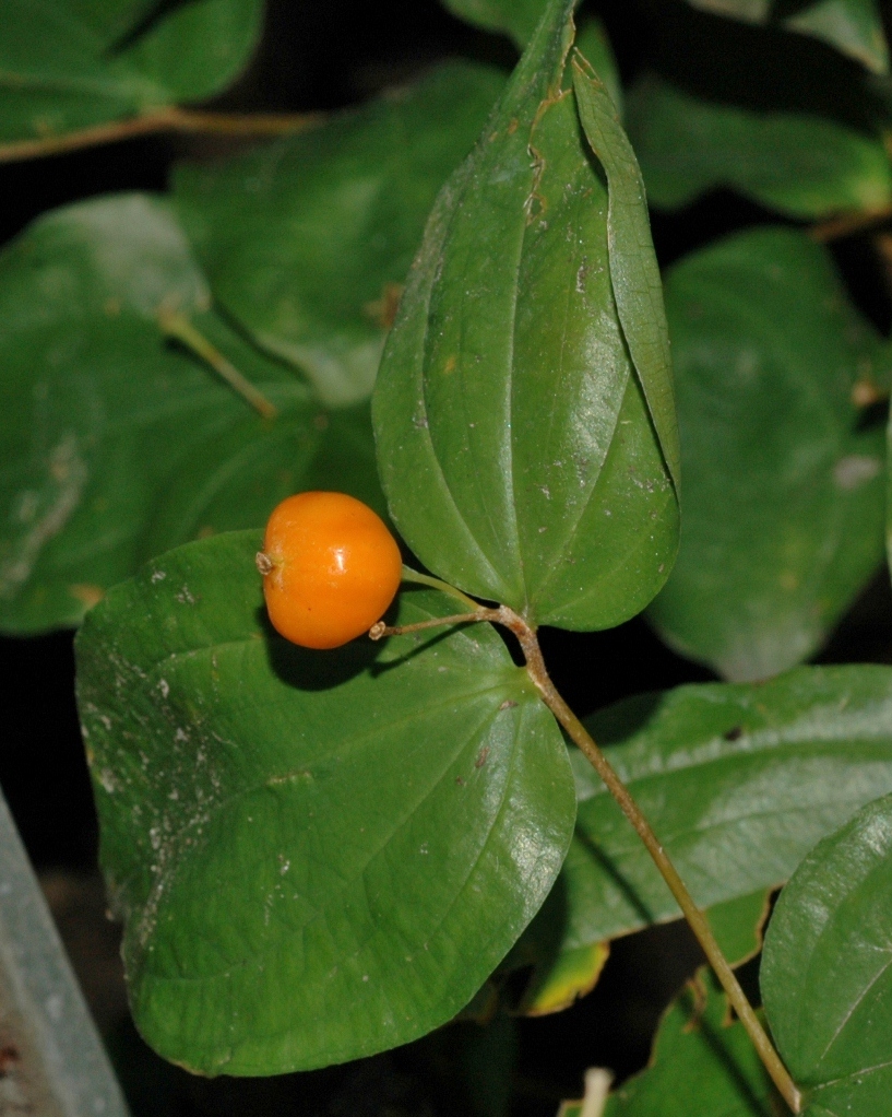 Colchicaceae Disporum smithii