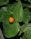 image of Disporum smithii