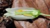 image of Disporum smithii