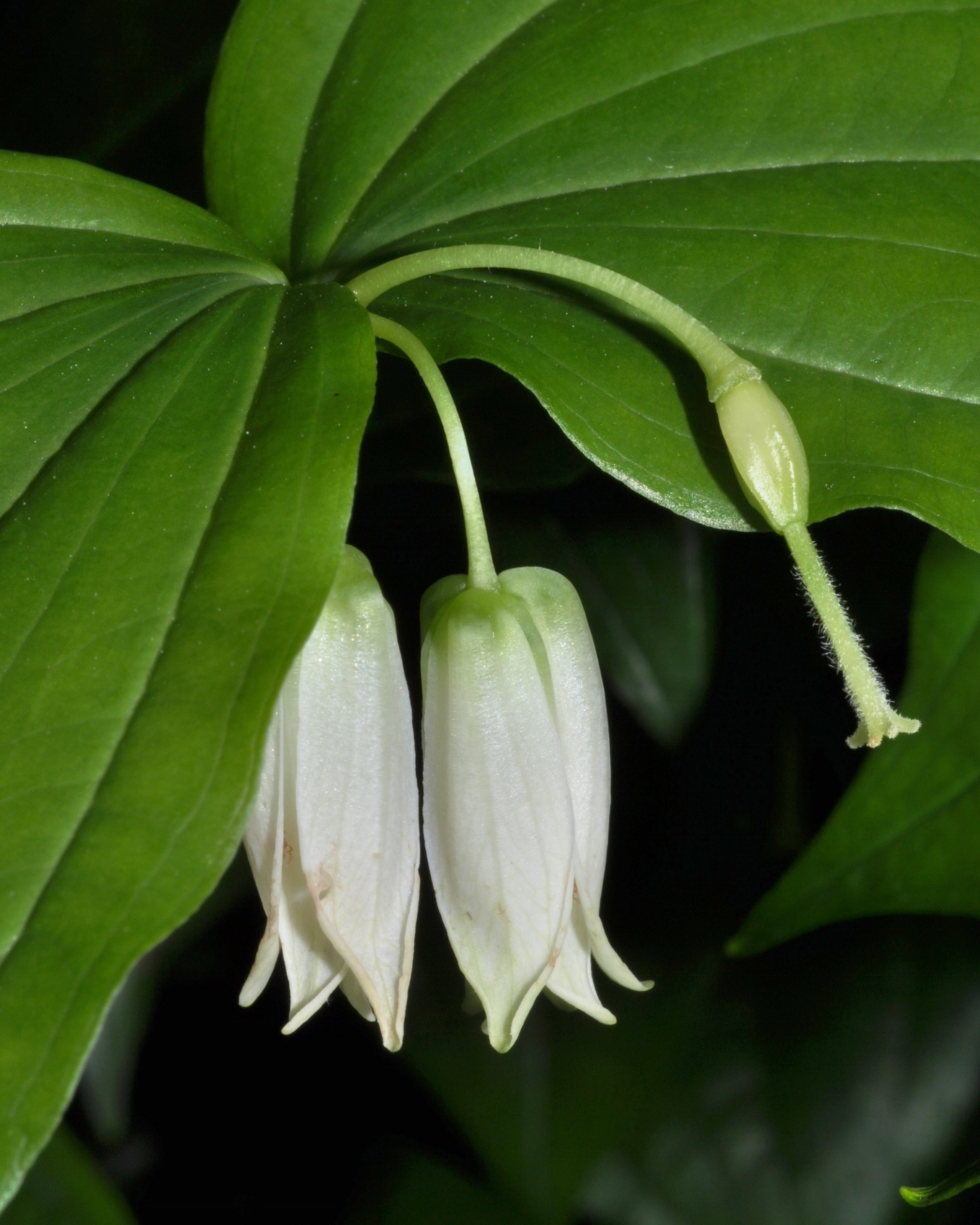 Colchicaceae Disporum smithii