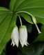 image of Disporum smithii
