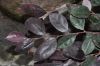 image of Loropetalum chinense