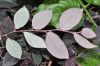 image of Loropetalum chinense