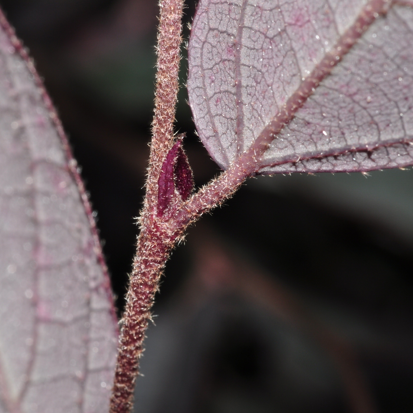 Hamamelidaceae Loropetalum chinense