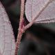 image of Loropetalum chinense