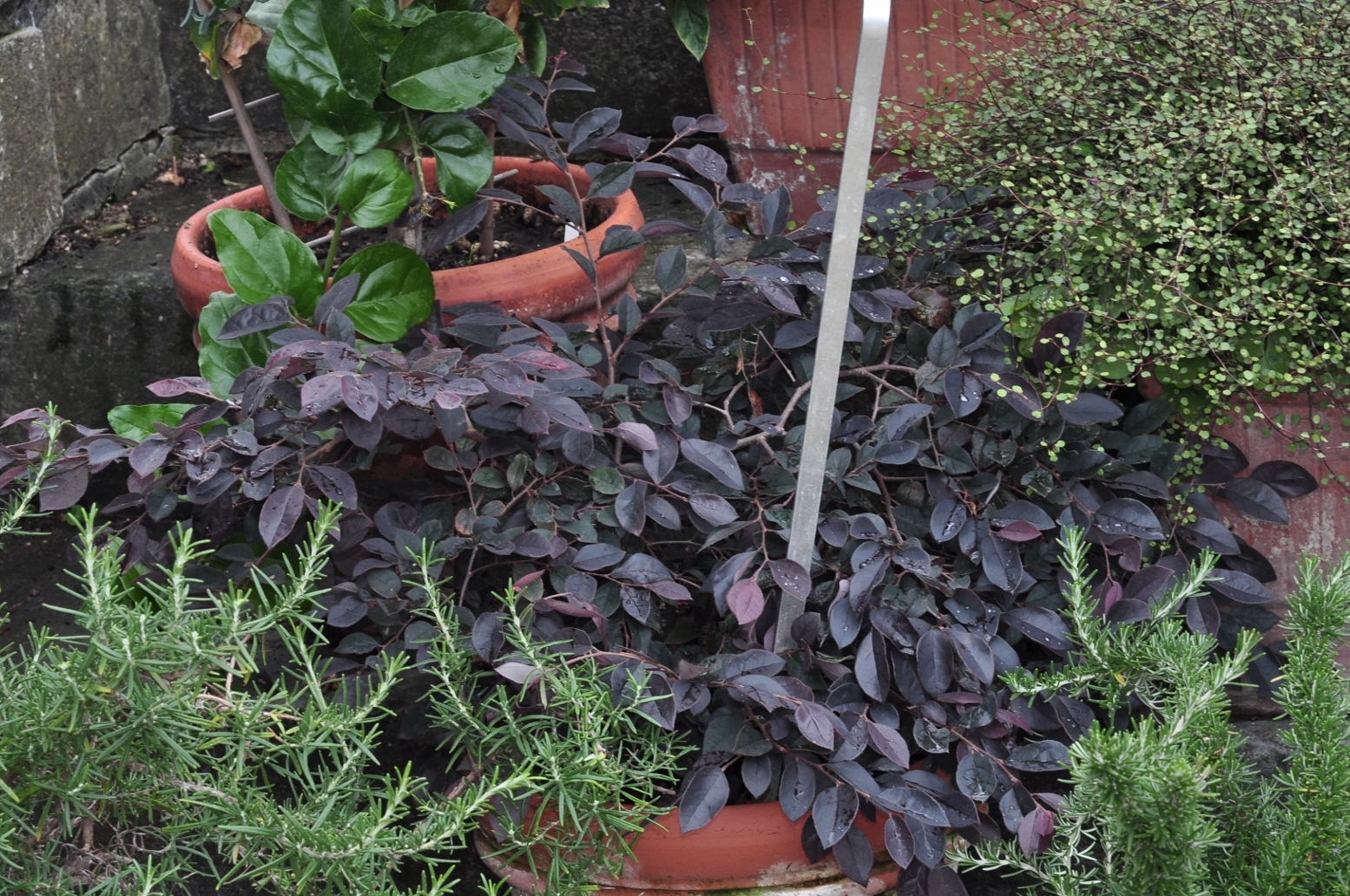 Hamamelidaceae Loropetalum chinense