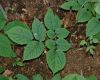 image of Panax ginseng