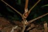 image of Panax ginseng