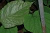 image of Panax ginseng