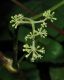 image of Panax ginseng