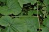 image of Panax ginseng