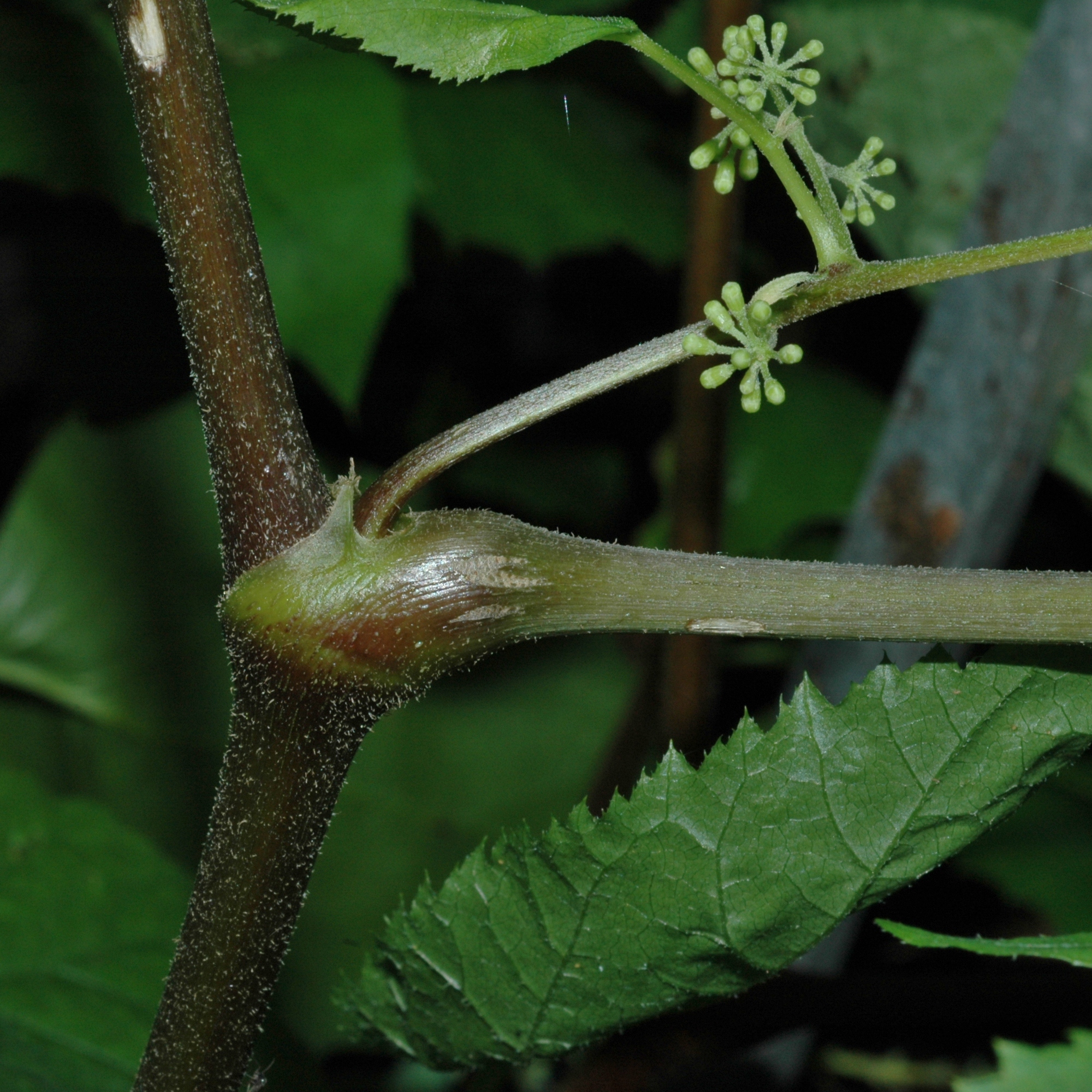 Araliaceae Panax ginseng