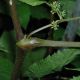 image of Panax ginseng