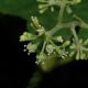 image of Panax ginseng