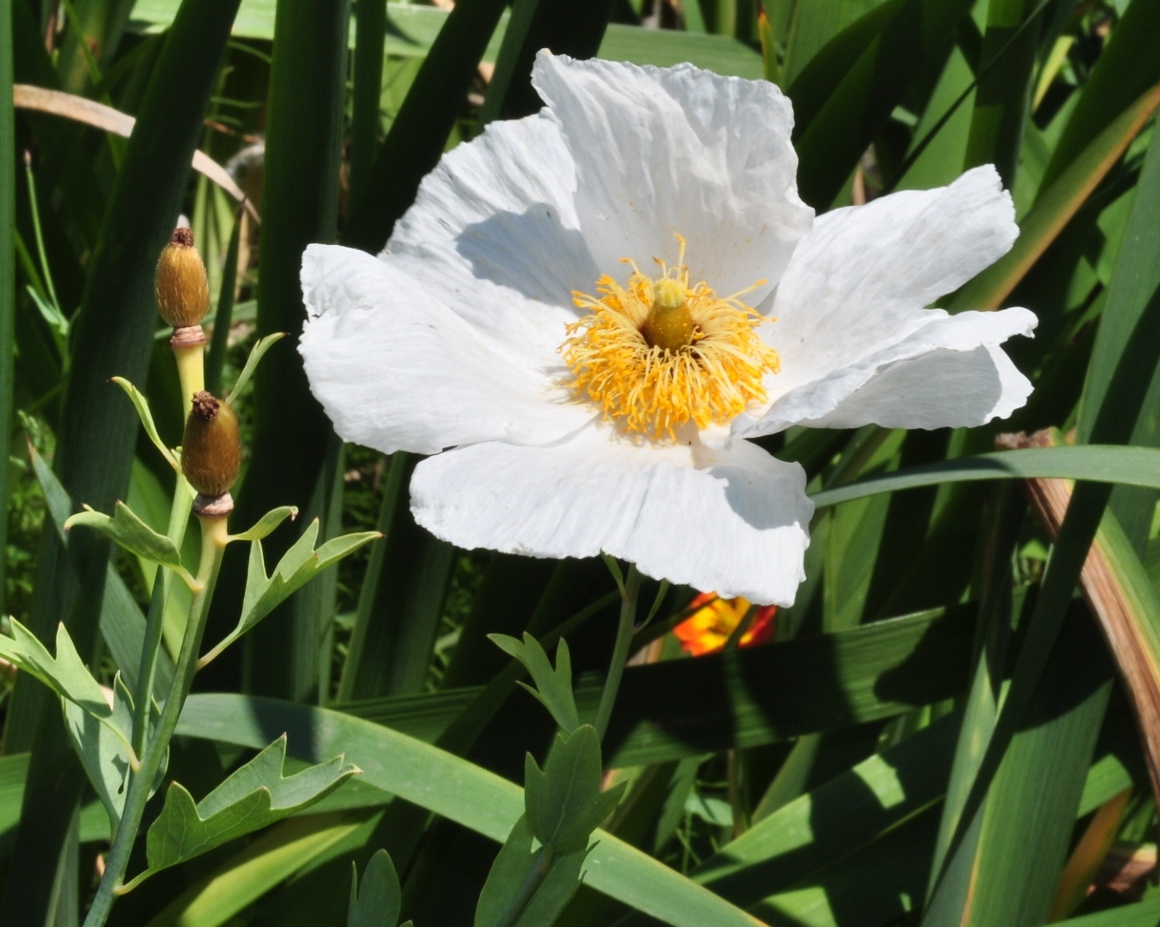 Papaveraceae Romneya coulteri
