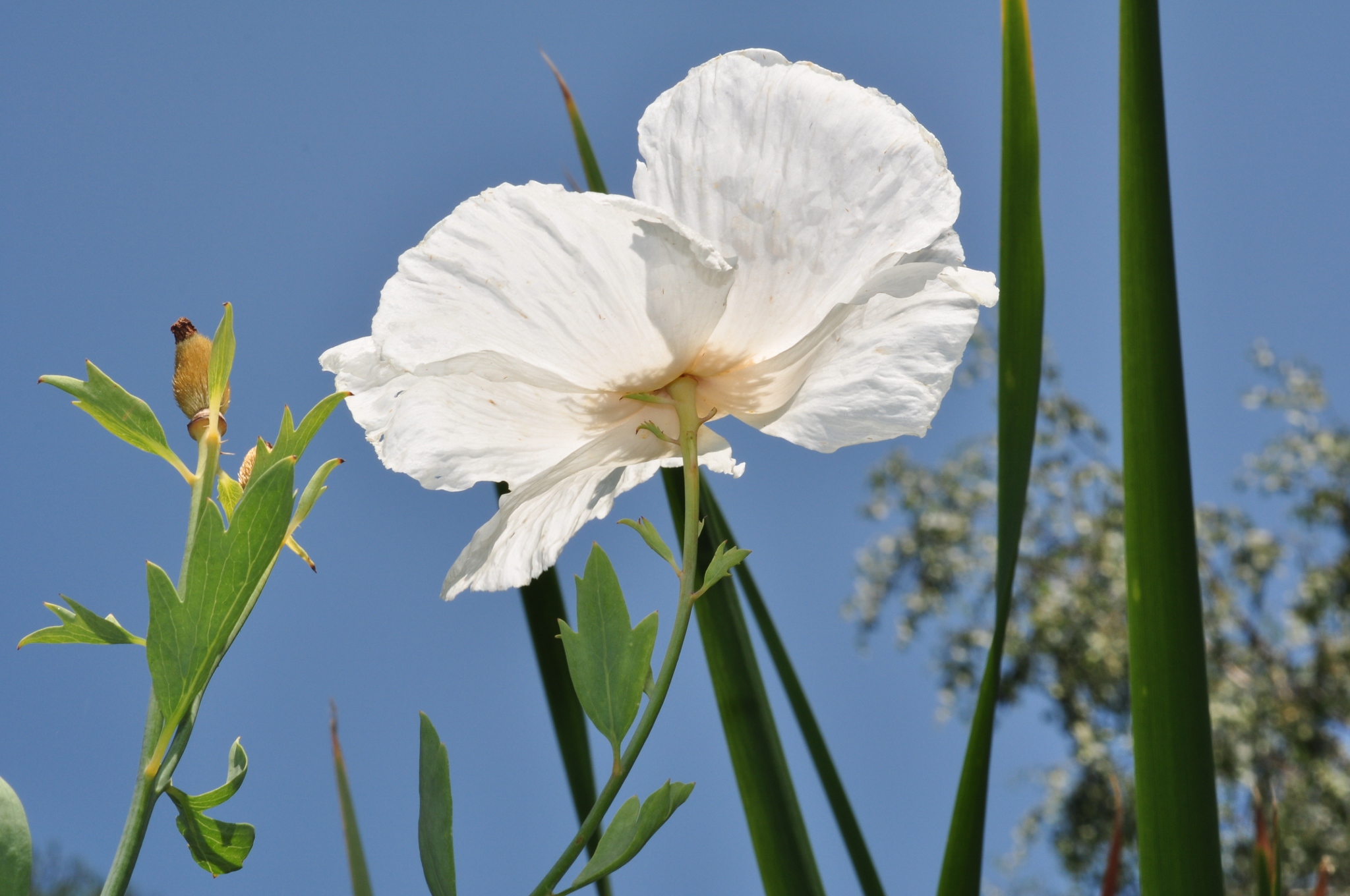 Papaveraceae Romneya coulteri